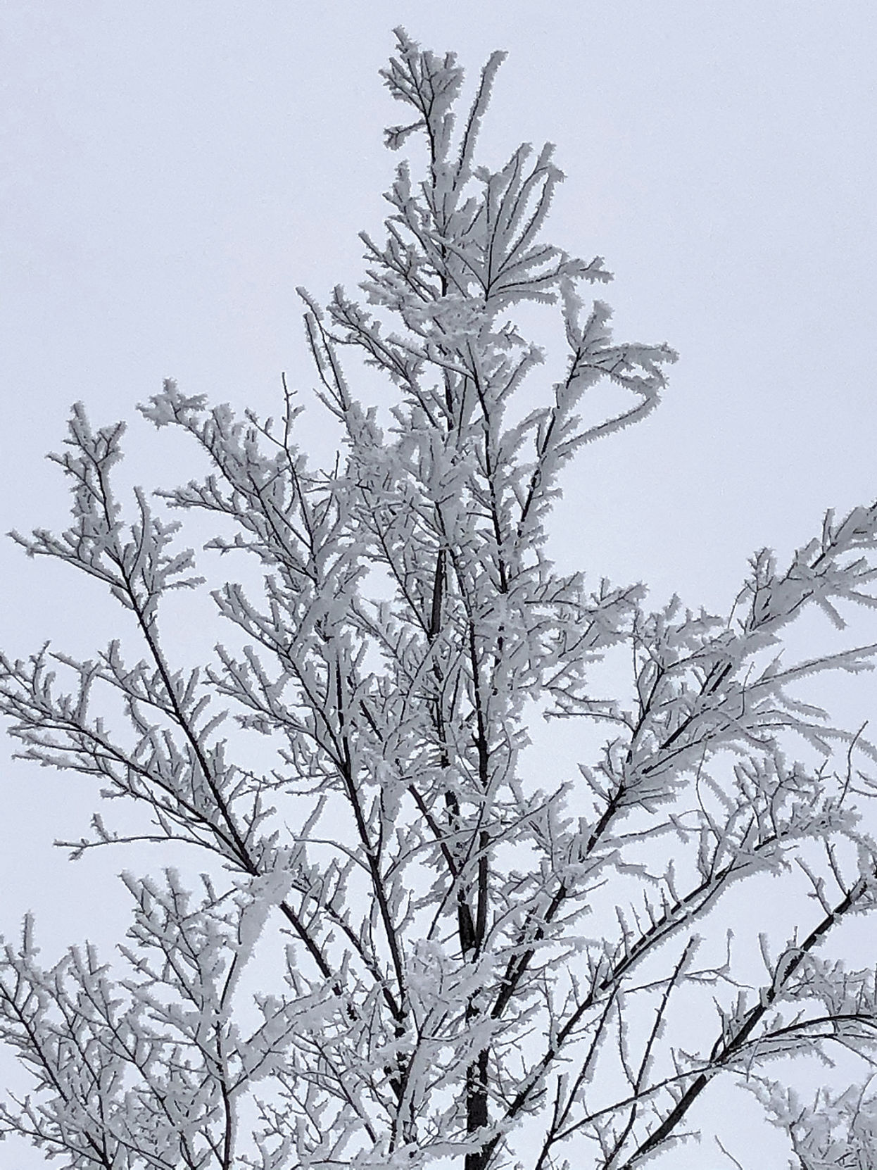 Frosty treetop